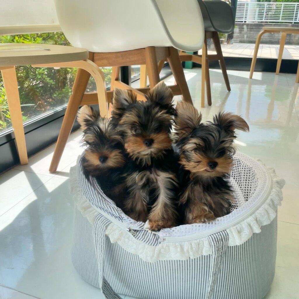 Teacup Yorkie Puppies For Sale | Buy Yorkie Puppies Now 