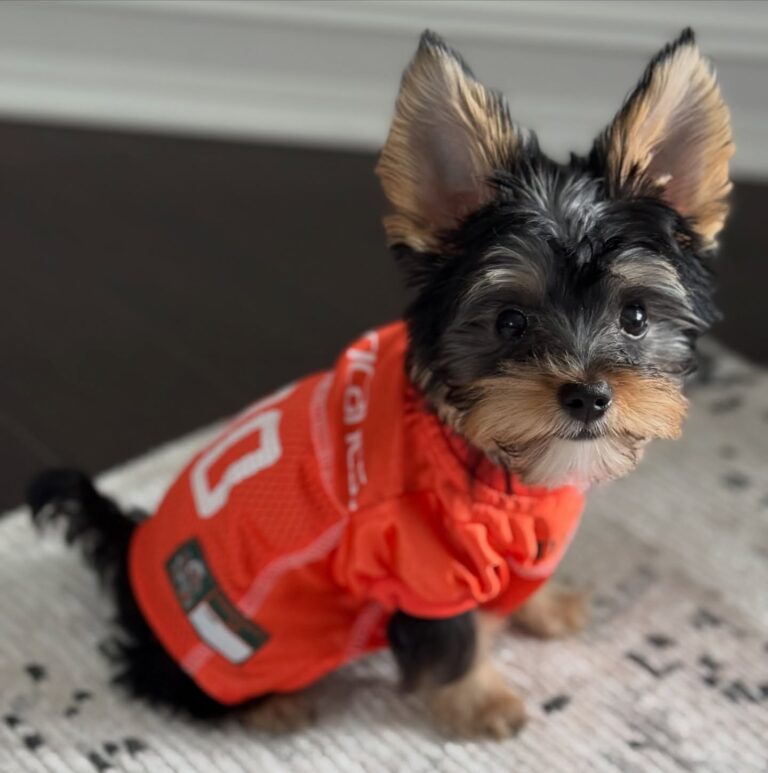 Teacup Yorkie For Sale