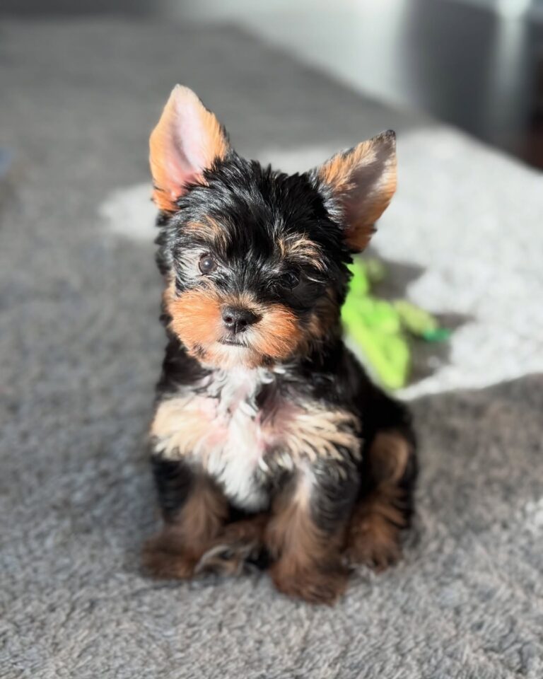 Teacup Yorkie For Sale