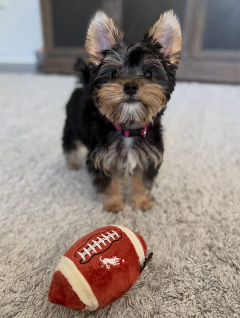 Teacup Yorkie For Sale