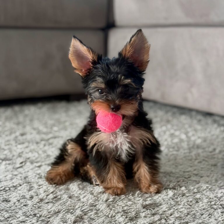 Teacup Yorkie For Sale