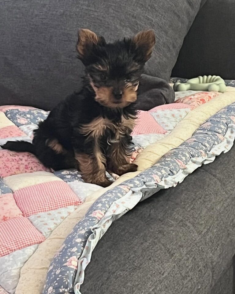 Teacup Yorkie Puppies For Sale