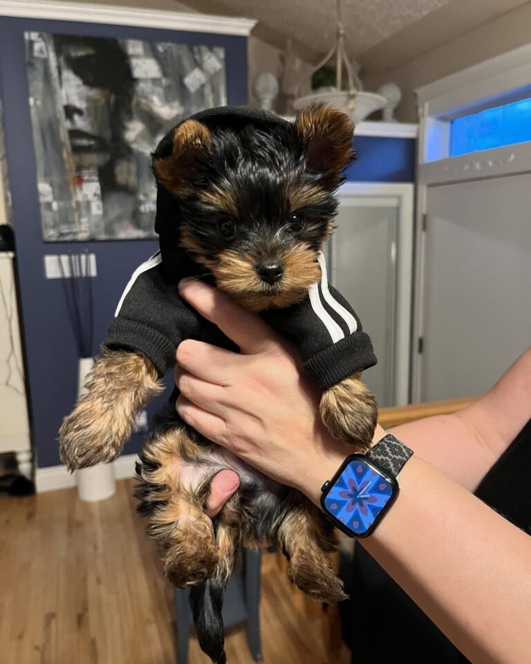 Teacup Yorkie Puppies For Sale