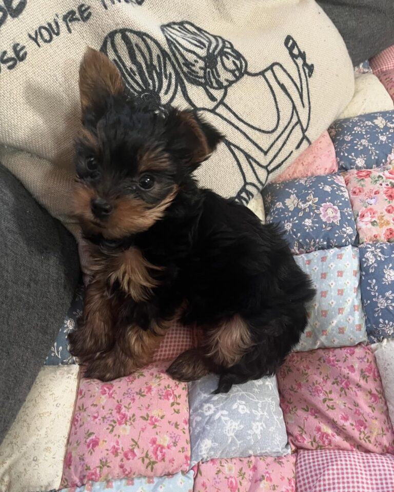 Teacup Yorkie Puppies For Sale