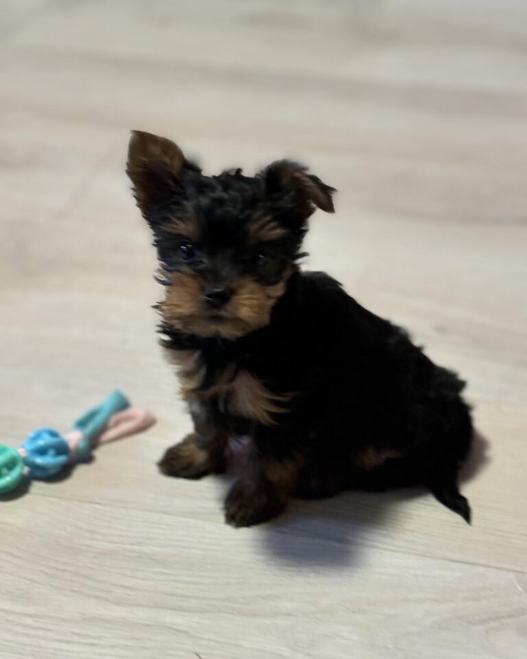 Teacup Yorkie Puppies For Sale