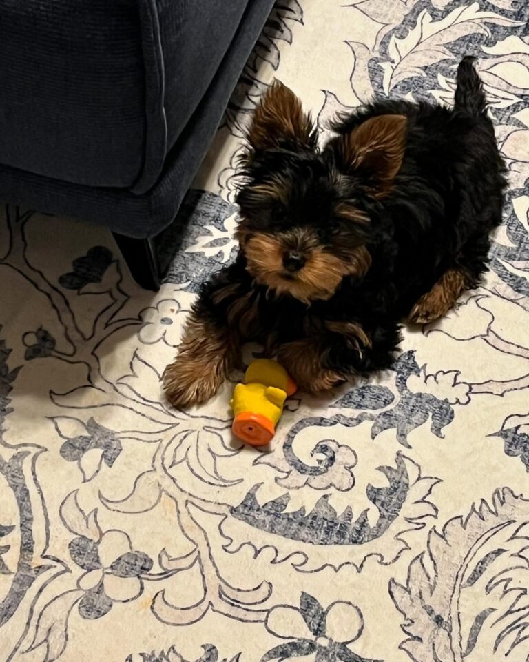 Teacup Yorkie Puppies For Sale
