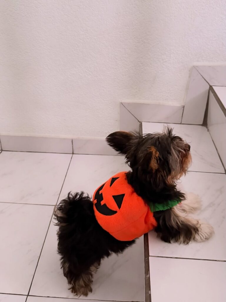 Teacup Yorkies For Sale