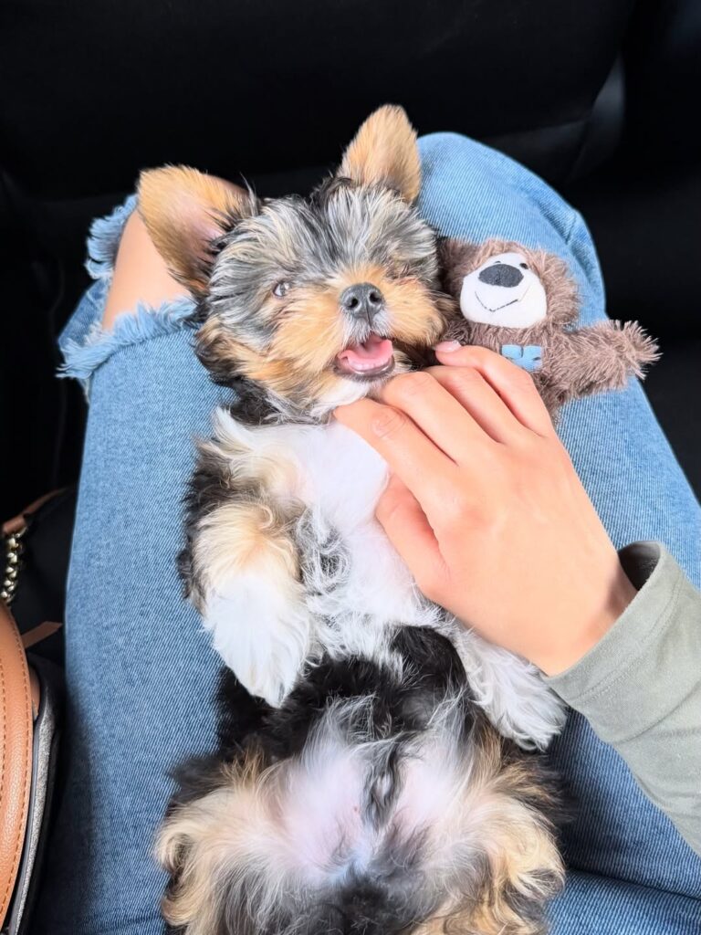 Teacup Yorkie Puppies For Sale