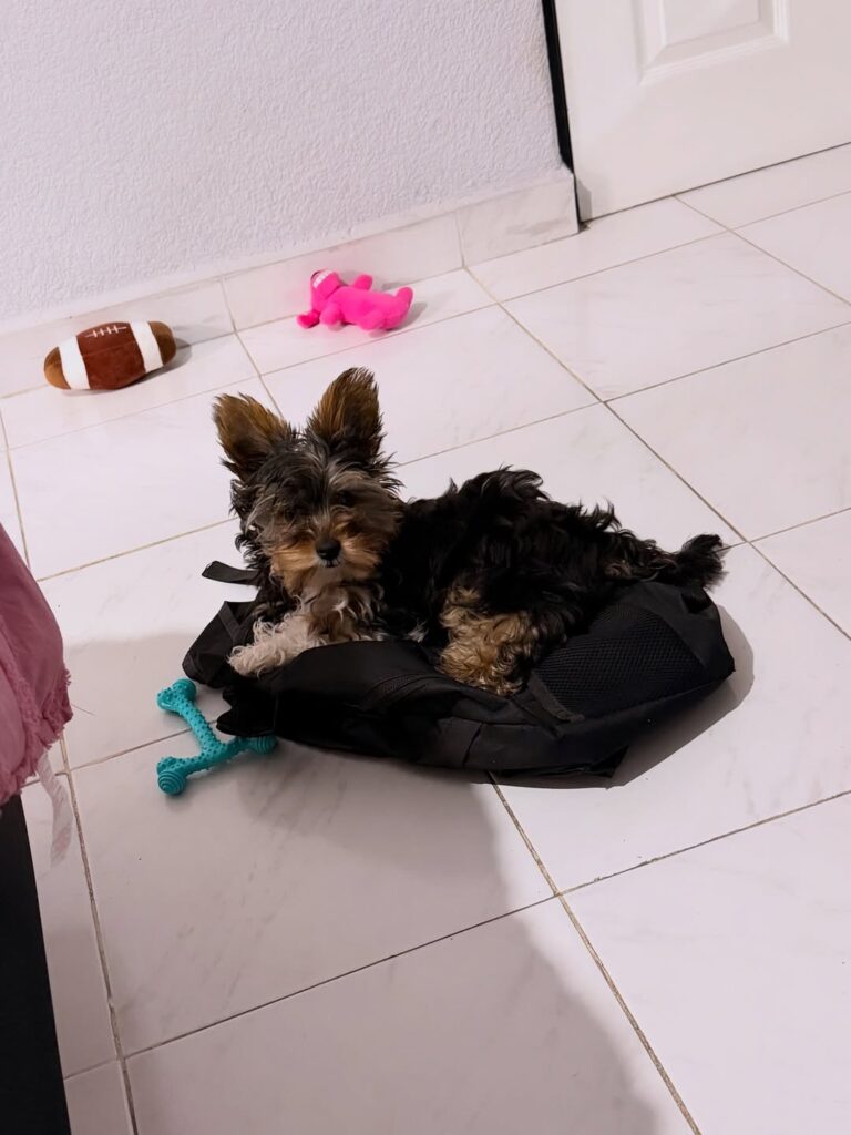 Teacup Yorkie Puppies For Sale