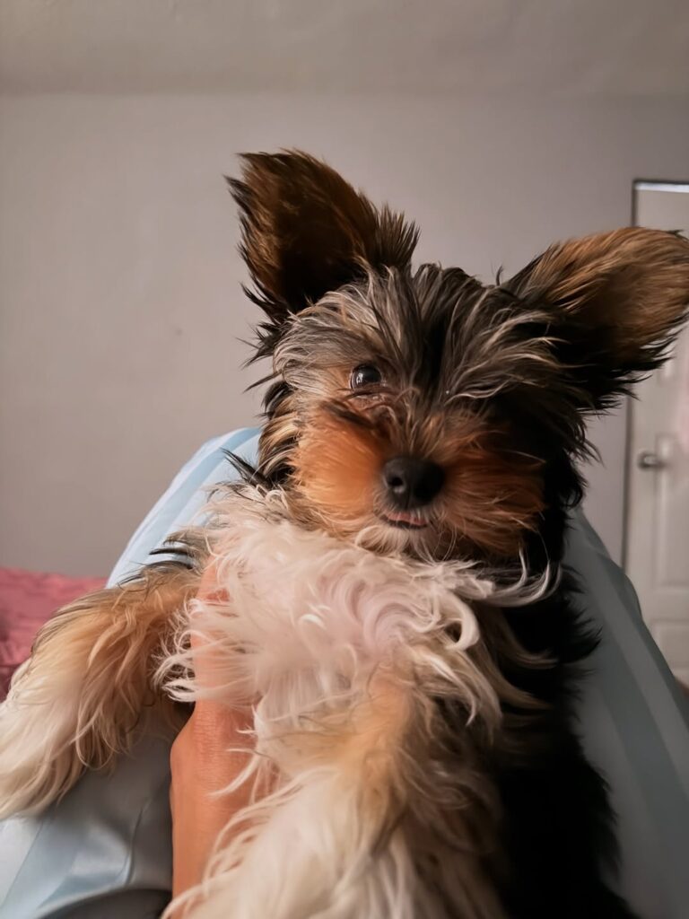 Teacup Yorkie Puppies For Sale