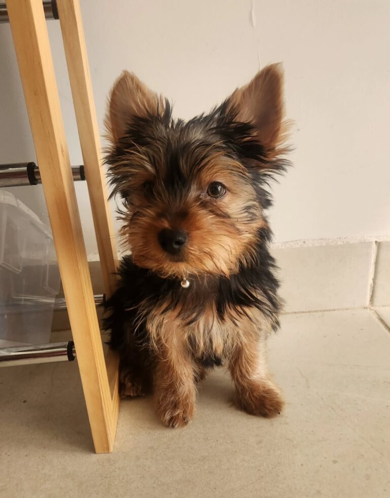Teacup Yorkie Puppies For Sale