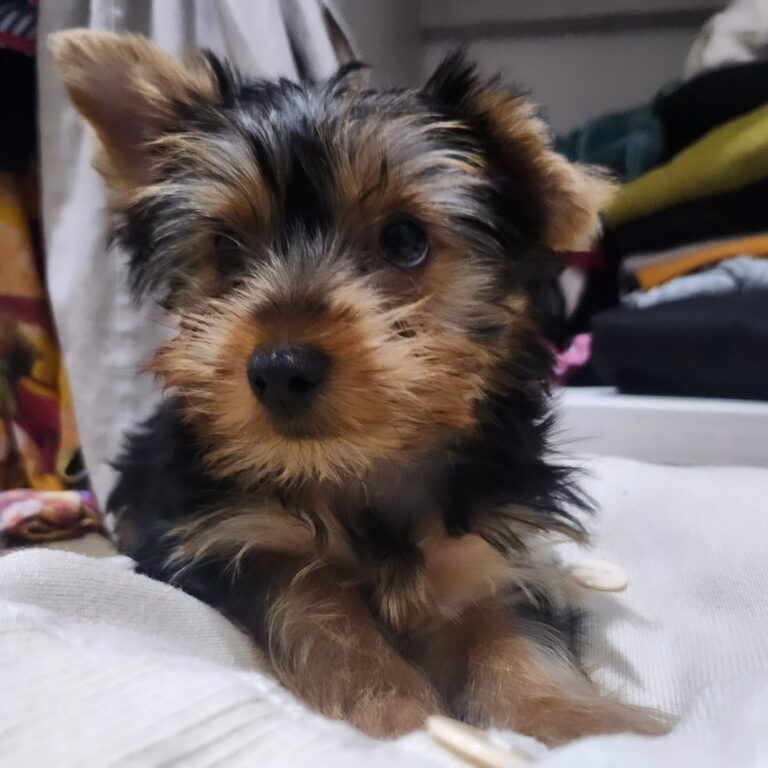 Teacup Yorkie Puppies For Sale