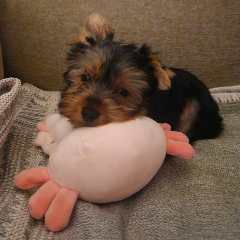 Teacup Yorkie Puppies For Sale