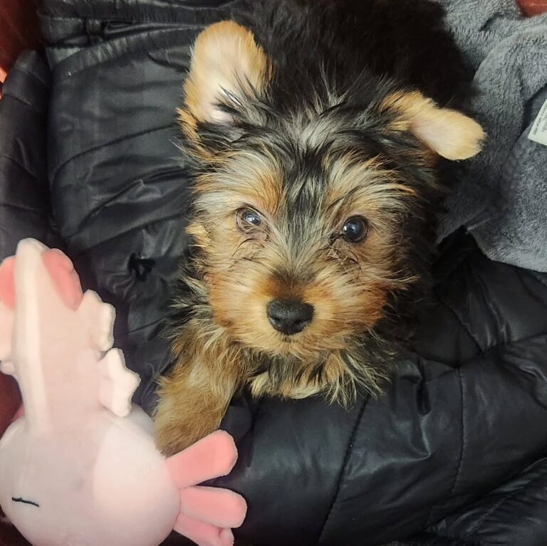 Teacup Yorkie Puppies For Sale