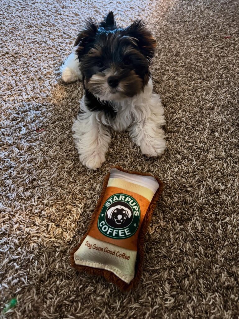 Teacup Yorkie Puppies For Sale