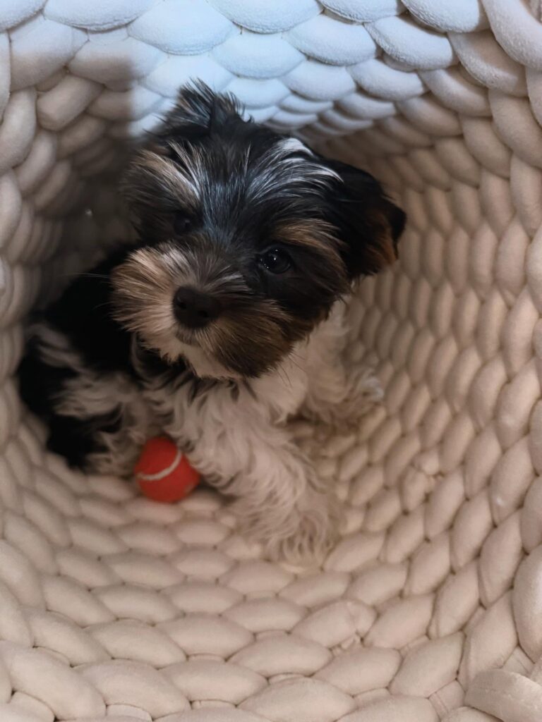 Teacup Yorkie Puppies For Sale