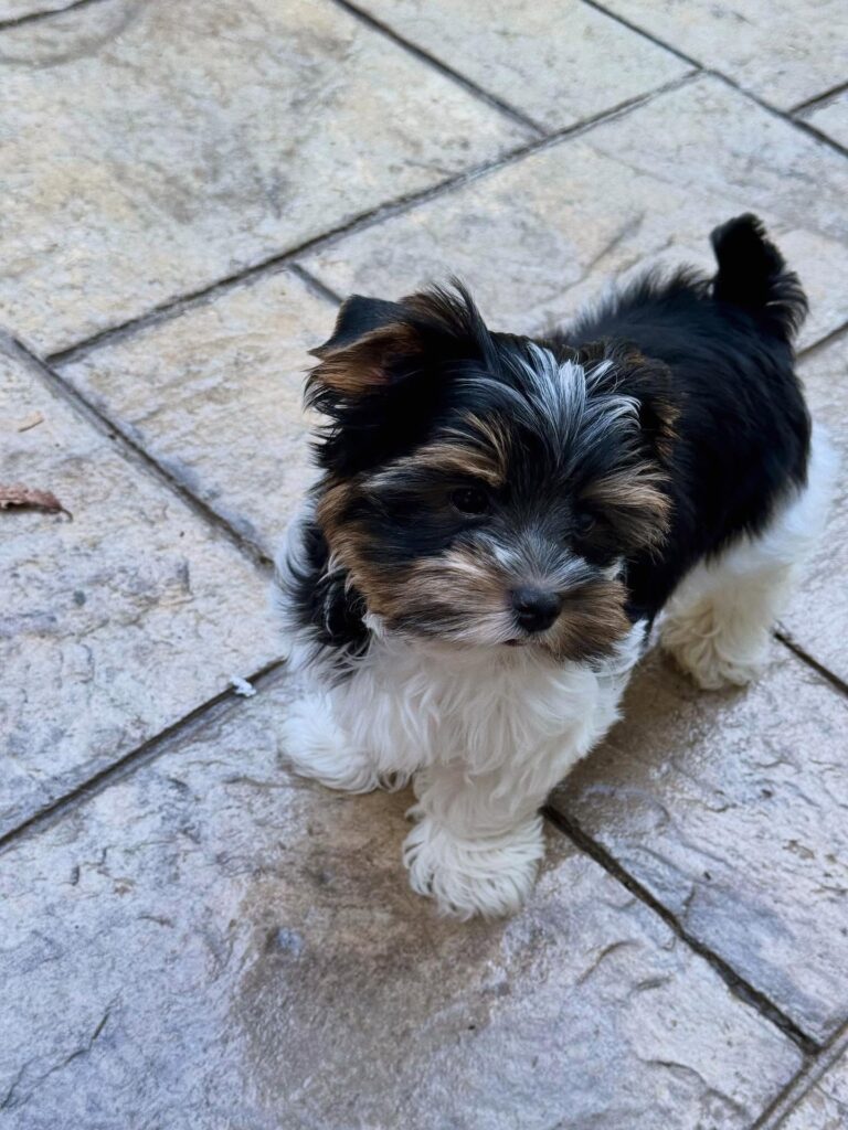 Teacup Yorkie Puppies For Sale