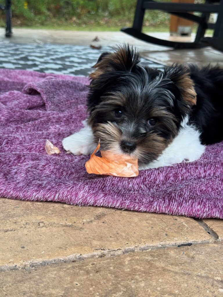Teacup Yorkie Puppies For Sale