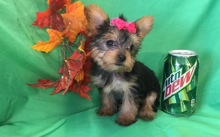Teacup Yorkie Puppies For Sale