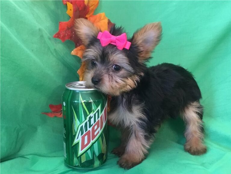Teacup Yorkie Puppies For Sale