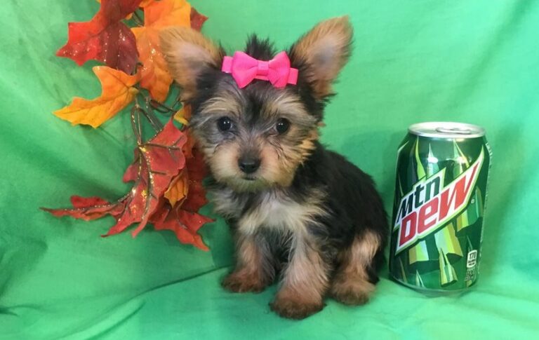 Teacup Yorkie Puppies For Sale