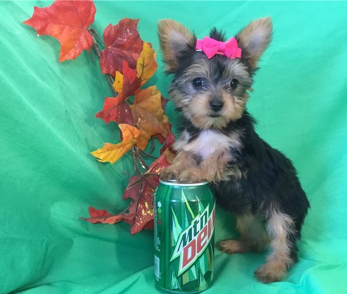 Teacup Yorkie Puppies For Sale