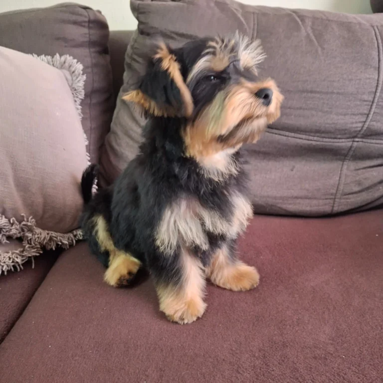 Teacup Yorkie Puppies For Sale