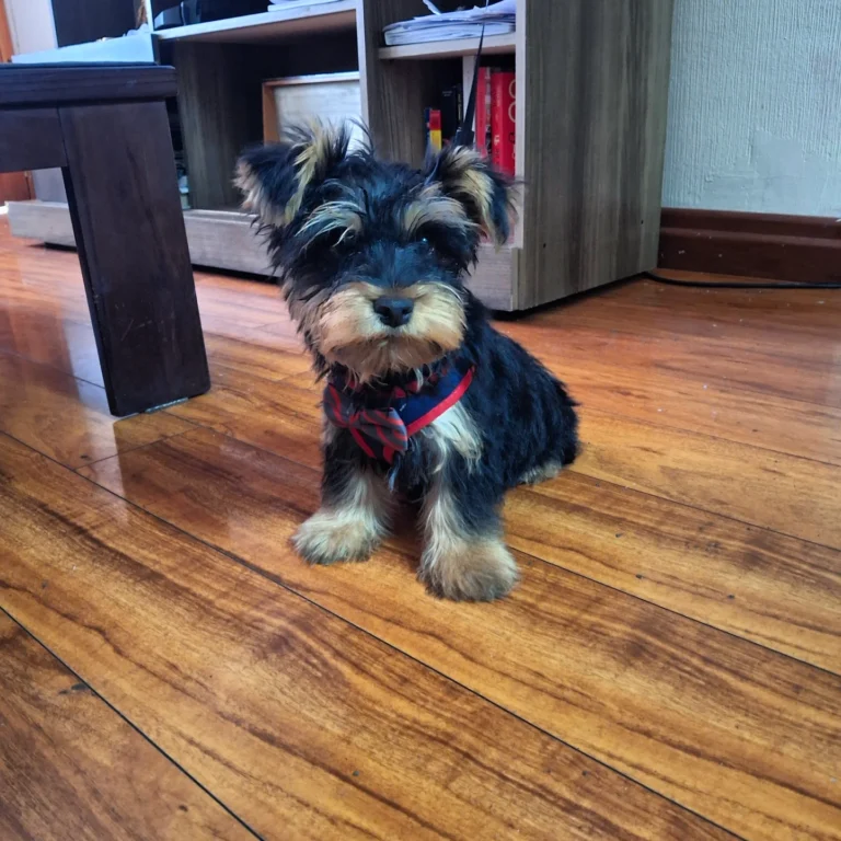 Teacup Yorkie Puppies For Sale