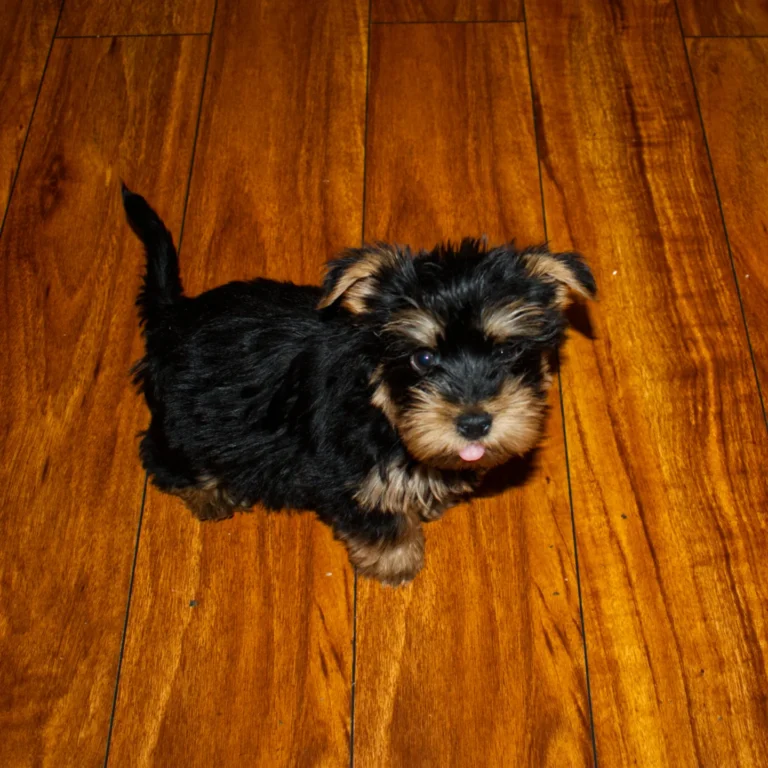 Teacup Yorkie Puppies For Sale