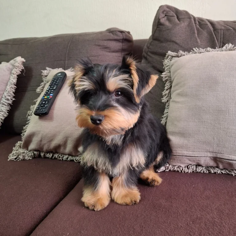 Teacup Yorkie Puppies For Sale