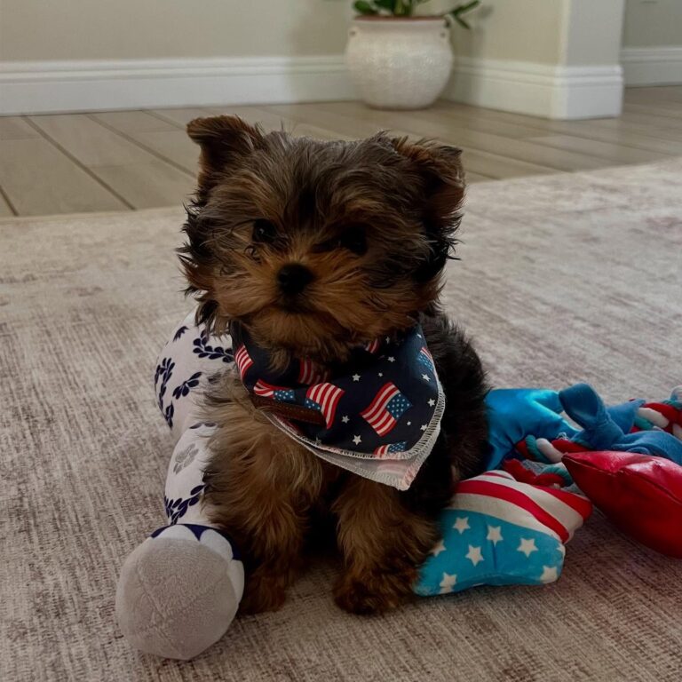 Teacup Yorkie Puppies For Sale