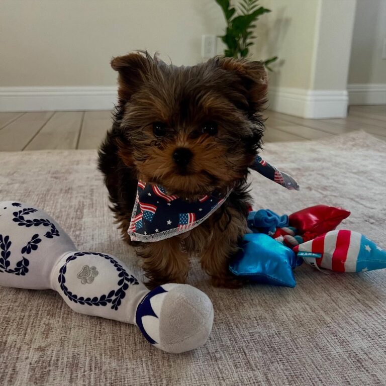 Teacup Yorkie Puppies For Sale