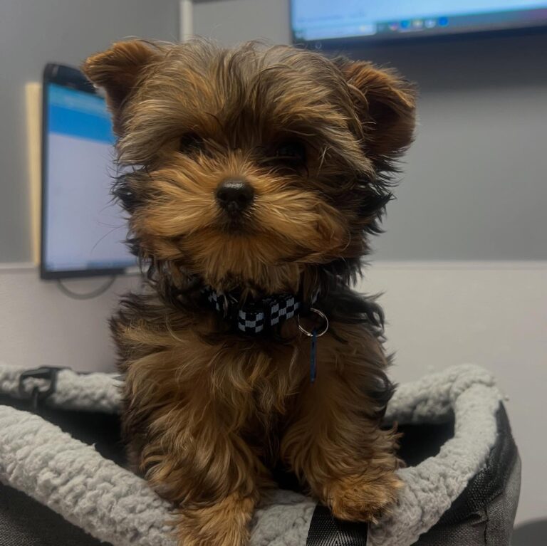 Teacup Yorkie Puppies For Sale