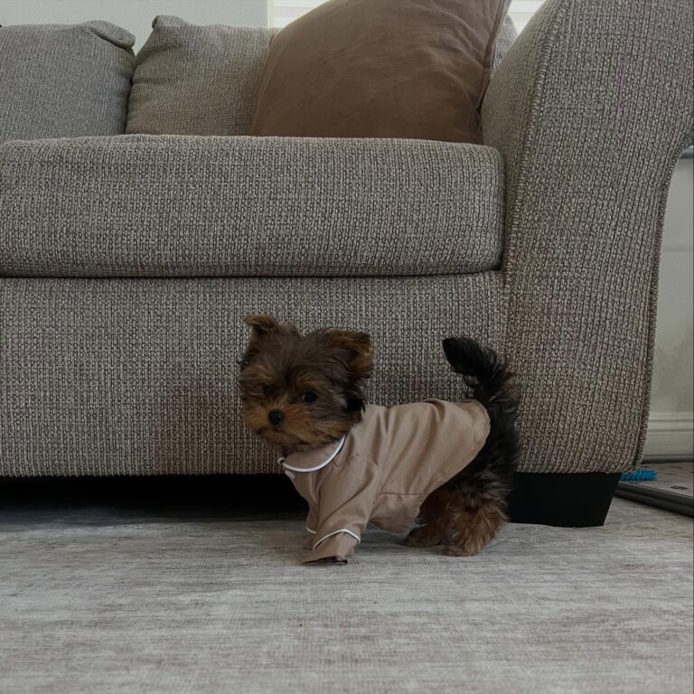 Teacup Yorkie Puppies For Sale