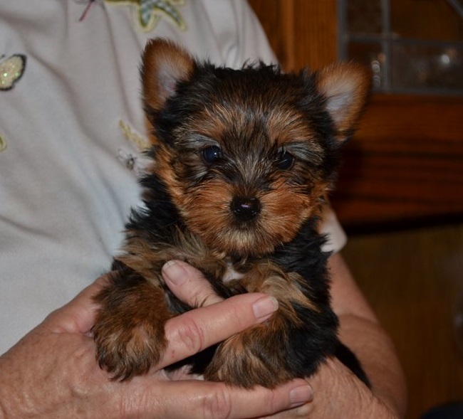 Teacup Yorkie Puppies For Sale