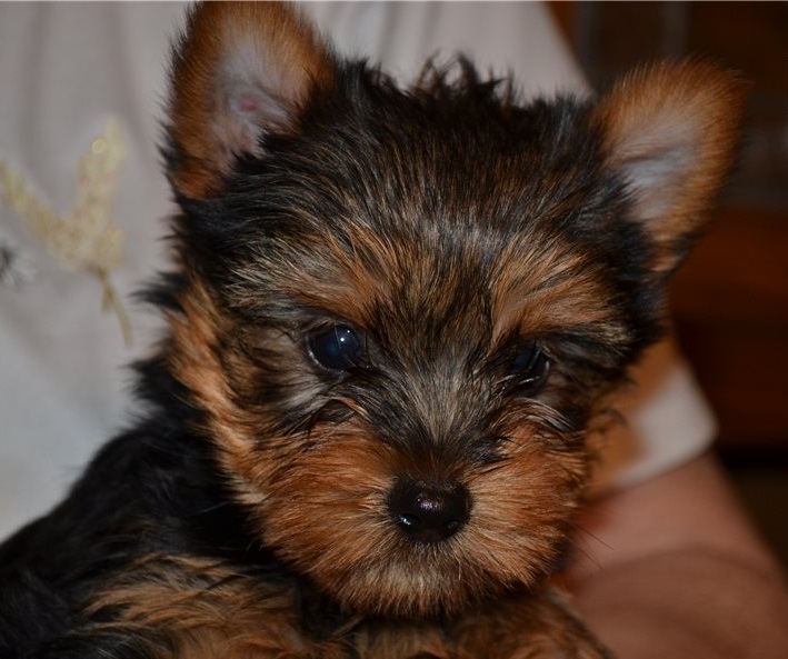 Teacup Yorkie Puppies For Sale