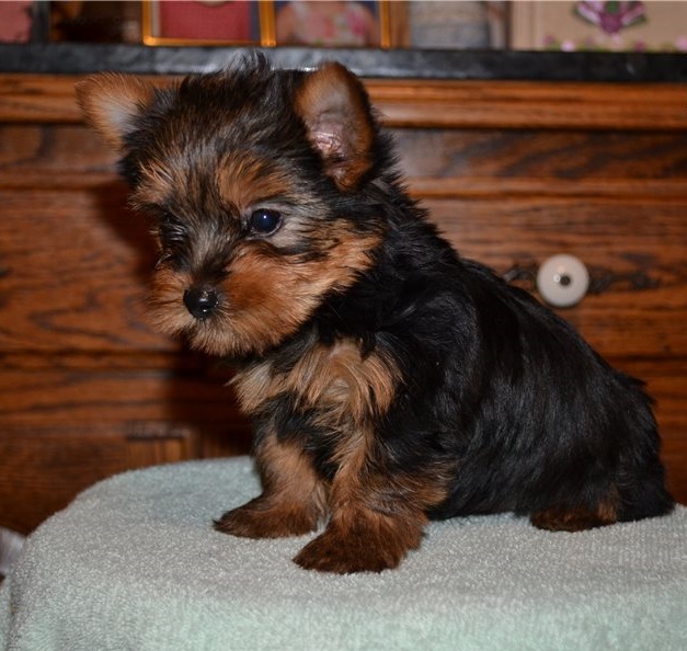 Teacup Yorkie Puppies For Sale