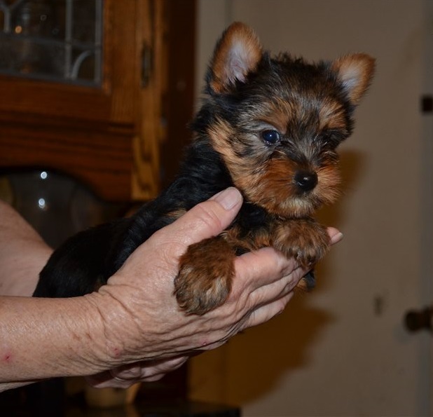 Teacup Yorkie Puppies For Sale