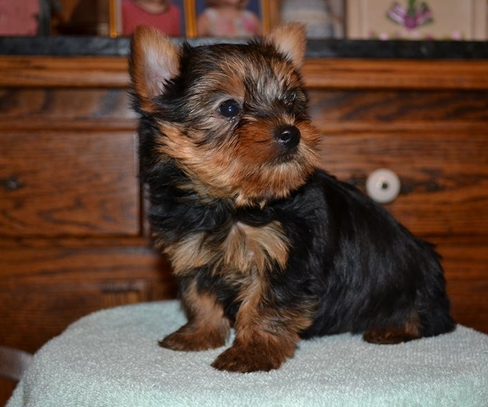 Teacup Yorkie Puppies For Sale