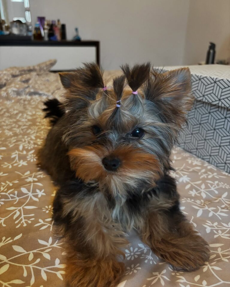 Teacup Yorkie Puppies For Sale