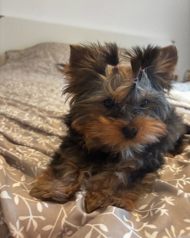 Teacup Yorkie Puppies For Sale