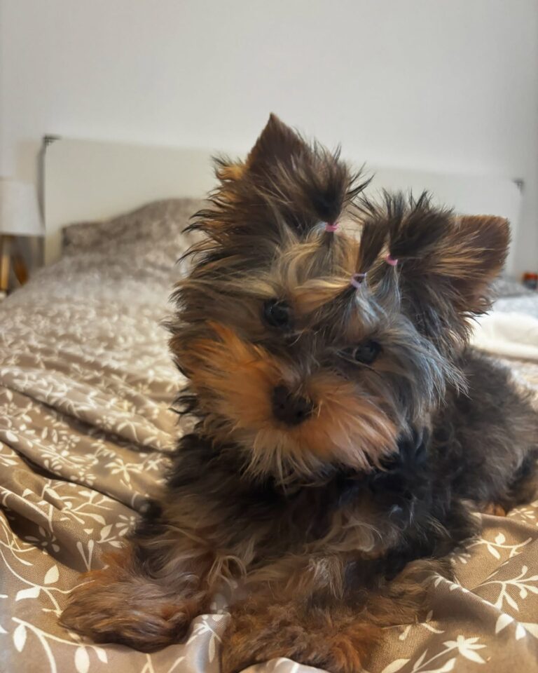 Teacup Yorkie Puppies For Sale