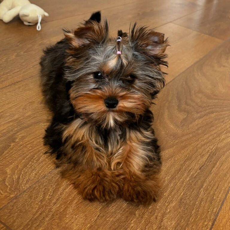 Teacup Yorkie Puppies For Sale