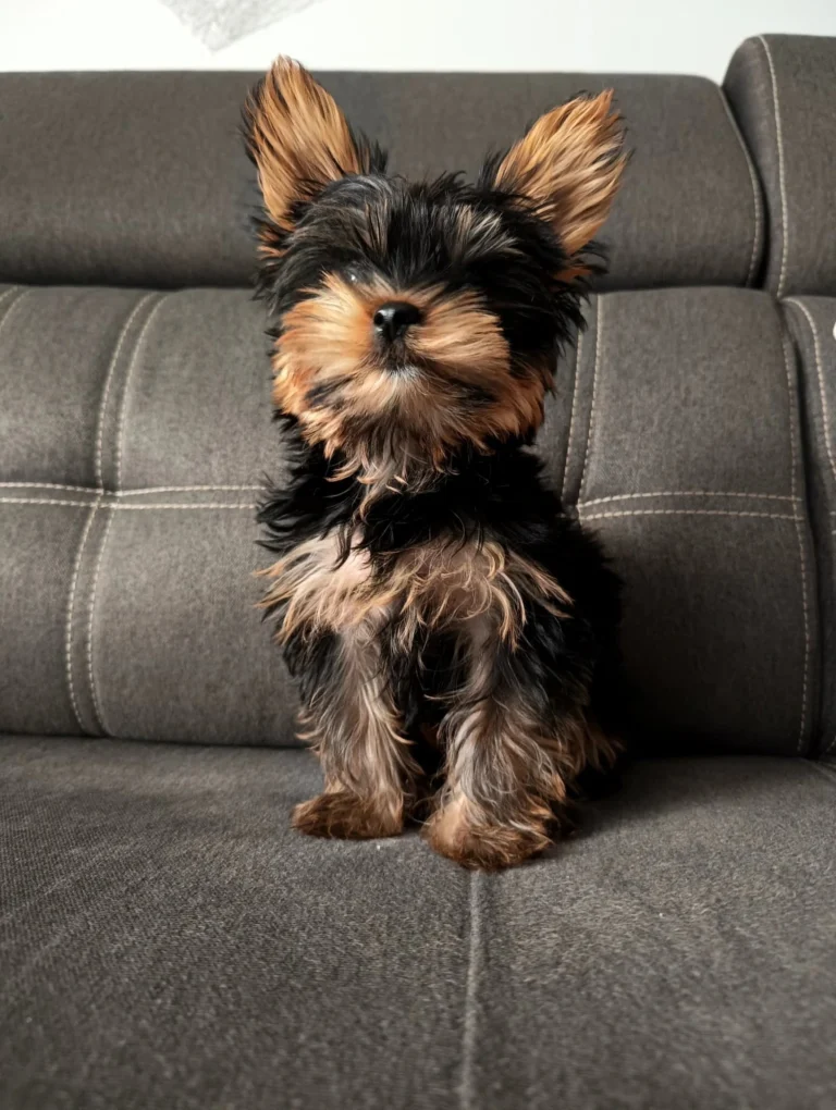 Teacup Yorkie Puppies For Sale