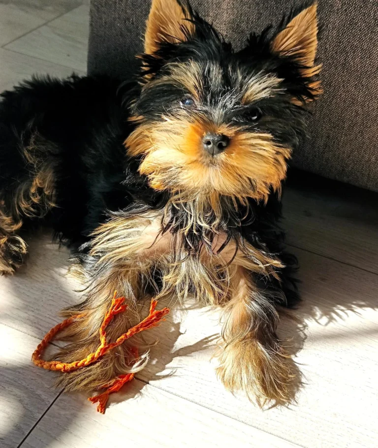 Teacup Yorkie For Sale