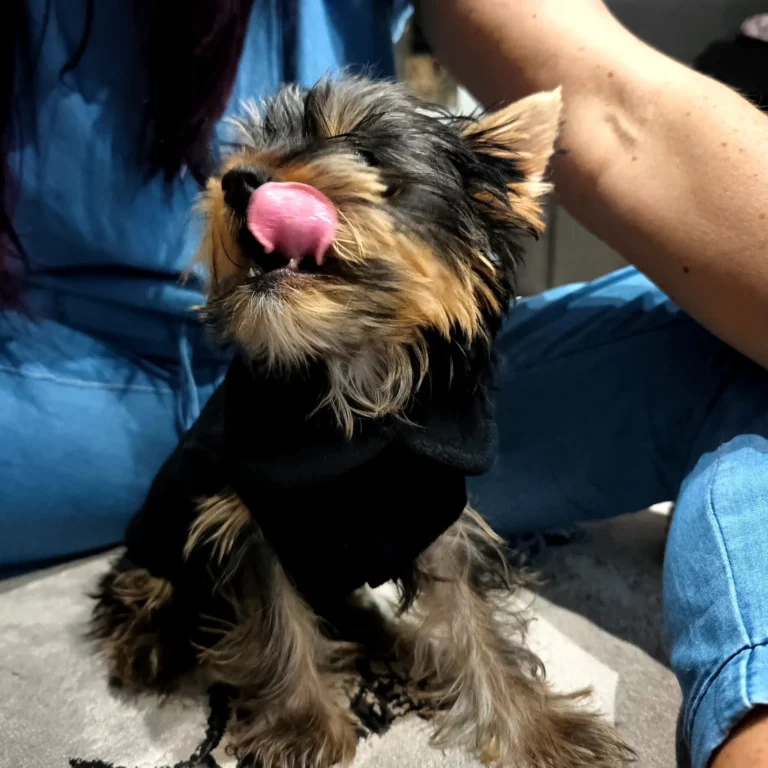 Teacup Yorkie Puppies For Sale