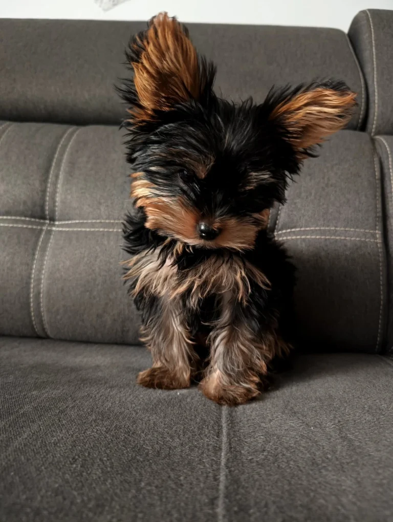 Teacup Yorkie Puppies For Sale