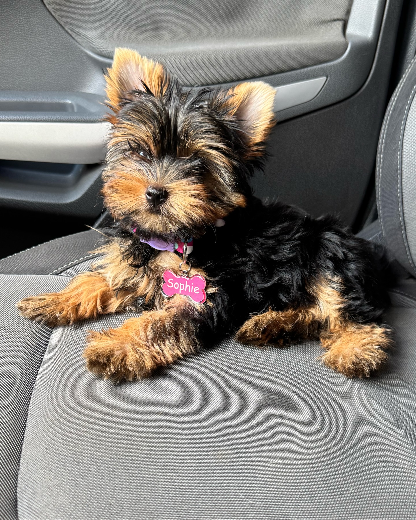 Teacup Yorkie Puppies For Sale 