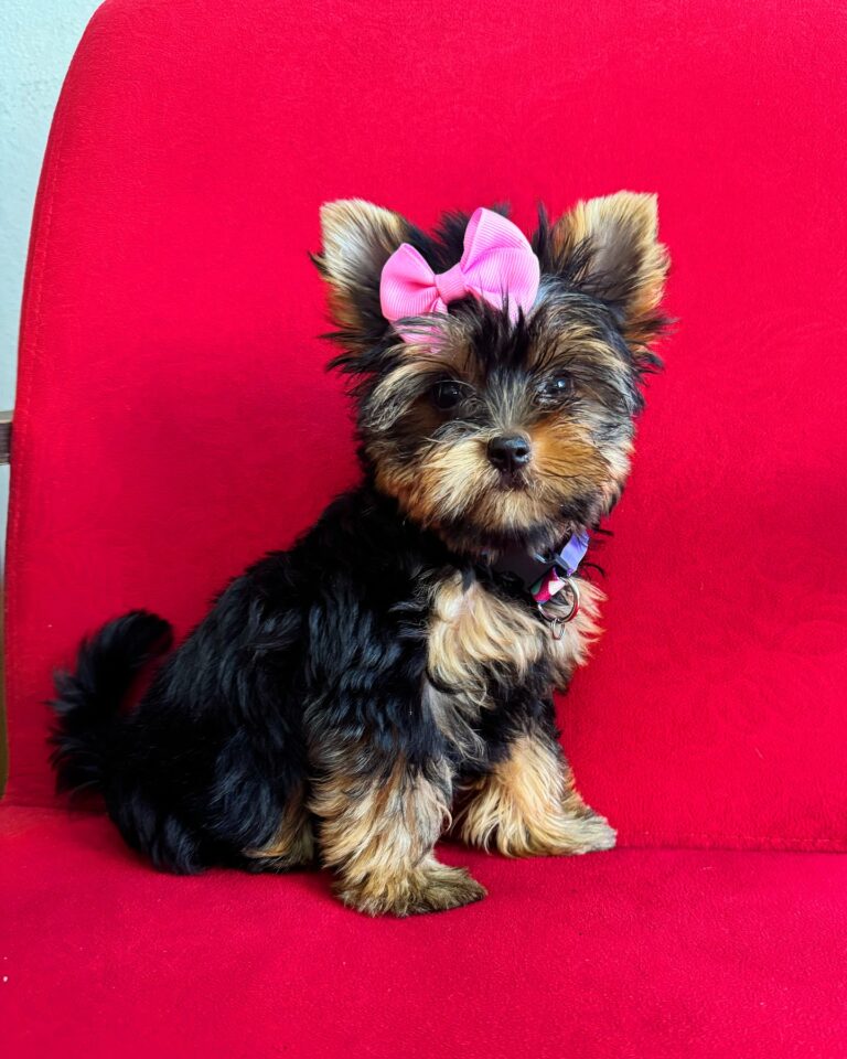 Teacup Yorkie Puppies For Sale