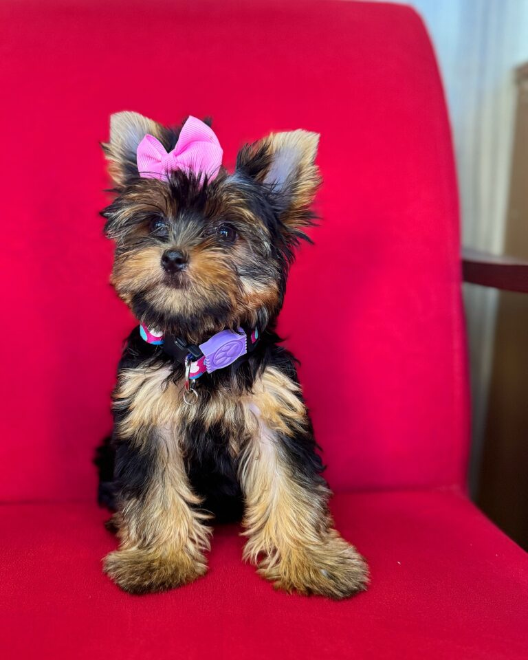 Teacup Yorkie Puppies For Sale